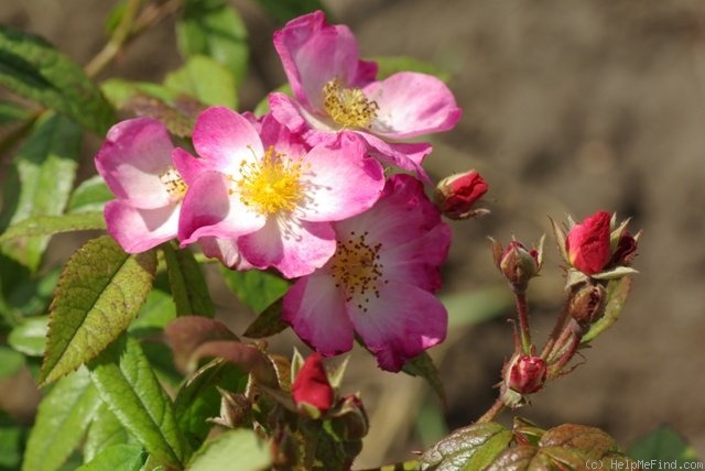 'Deutsches Danzig' rose photo