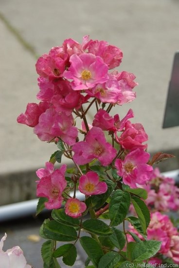 'Françoise Drion' rose photo