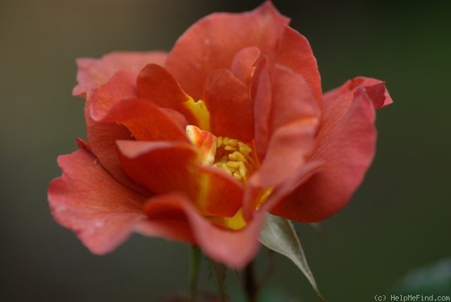 'Edith Holden' rose photo