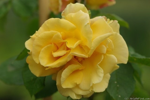 'Goldener Olymp (LCl, Kordes 1984)' rose photo