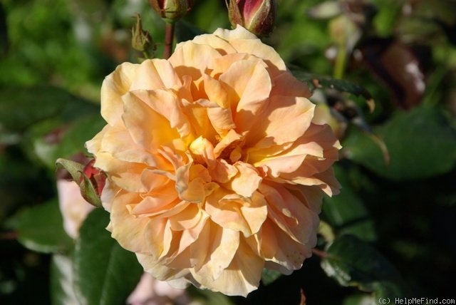 'Goldtopaz' rose photo