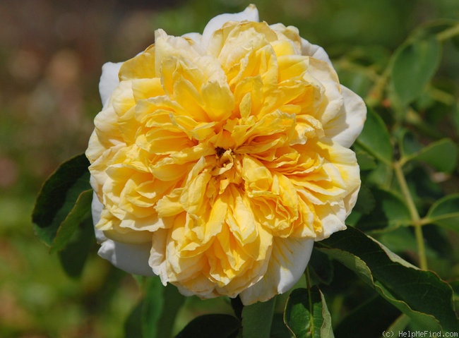 'ARDiel' rose photo