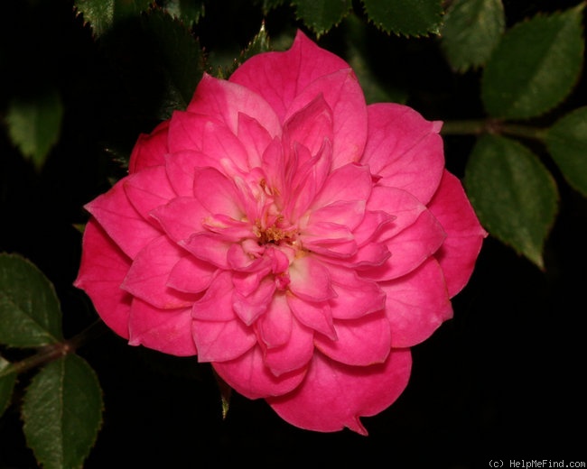 'Baby Jane Clare' rose photo