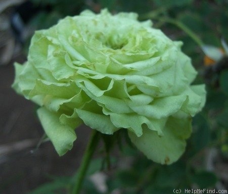 'Super Green®' rose photo