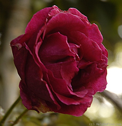 'Fragrance (hybrid tea, Chaplin Bros., 1924)' rose photo