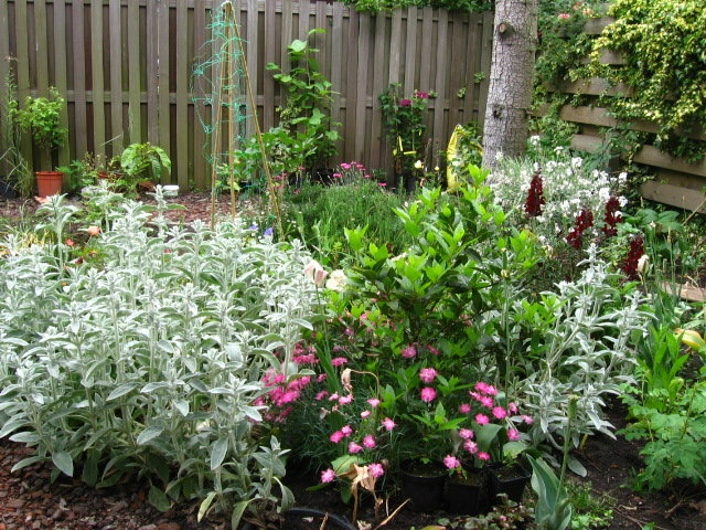 'My Garden'  photo