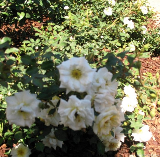 'Ivory Drift ®' rose photo