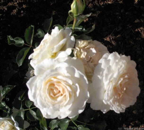 'Cream Abundance' rose photo