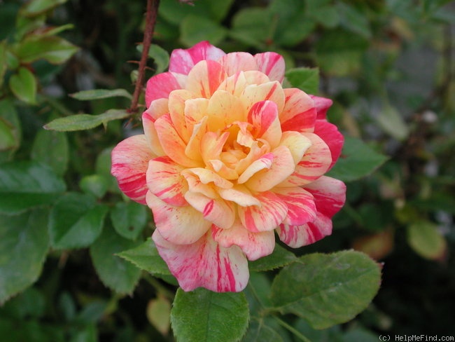 'Double Treat' rose photo