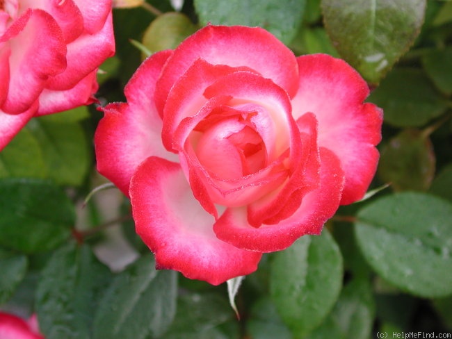 'Jacquie Williams' rose photo