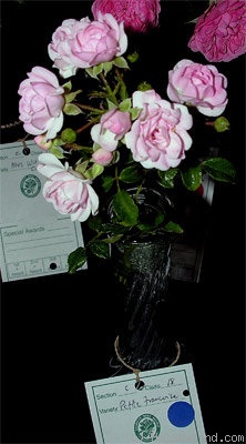 'Petite Françoise' rose photo