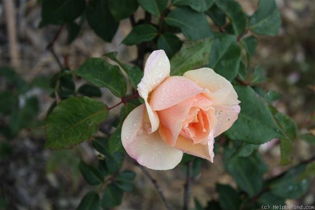 'Baxter Beauty' rose photo