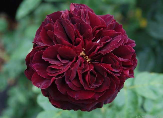 'Diablo Hawk' rose photo