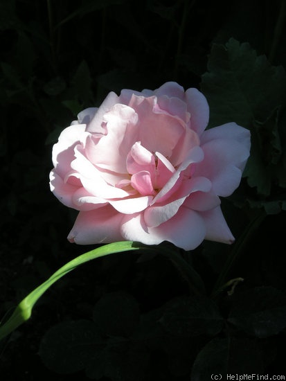 'Valentine Heart' rose photo