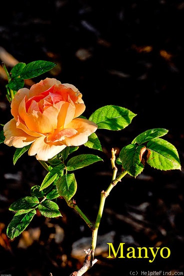 'Manyo' rose photo