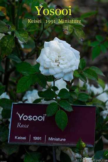 'Yosooi' rose photo