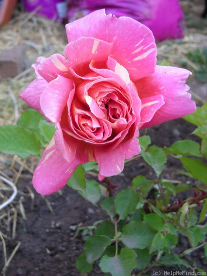 'Anvil Sparks' rose photo