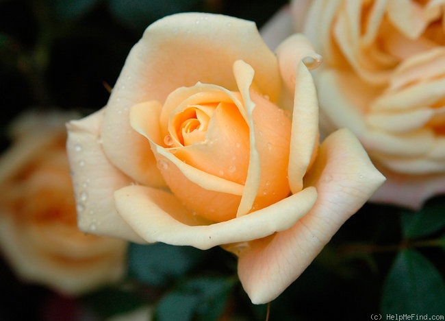 'Apricot Twist ™' rose photo