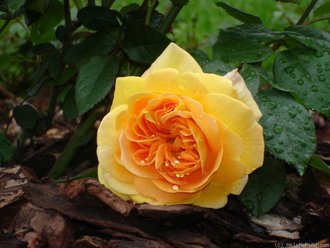 'Ambra Rosata' rose photo