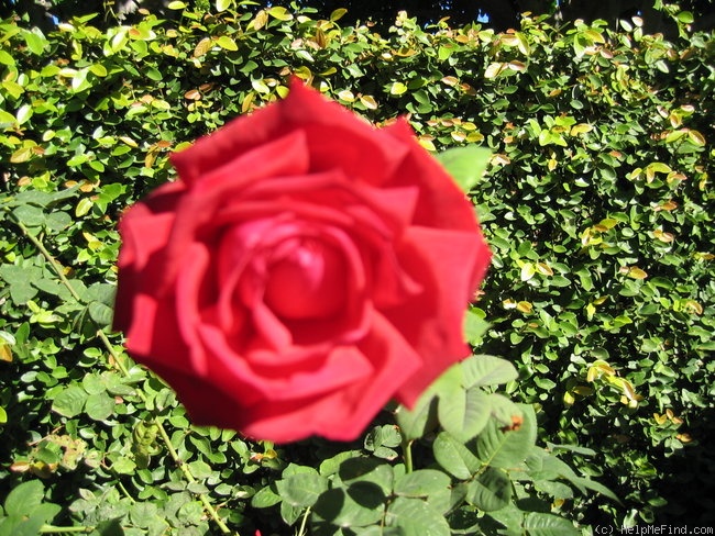 'California Centennial' rose photo