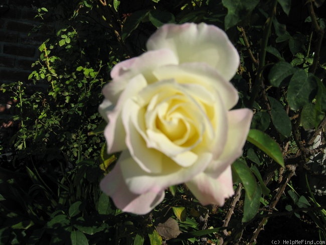 'Wedding Song' rose photo