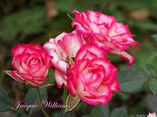 'Jacquie Williams' rose photo
