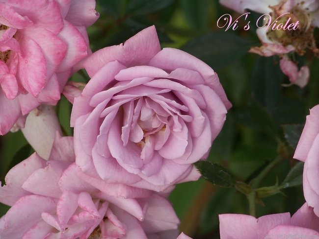 'Vi's Violet™' rose photo