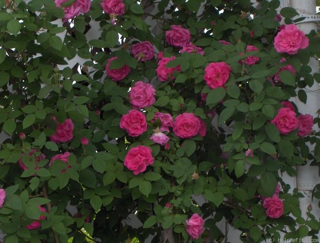 'Zéphirine Drouhin (Bourbon, Bizot 1868)' rose photo