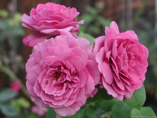 'Magenta (floribunda, Kordes 1954)' rose photo