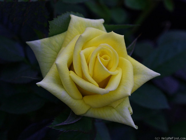 'Aberlady™' rose photo