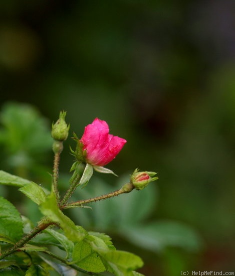 'Ballerina (hybrid musk, Bentall, 1937)' rose photo