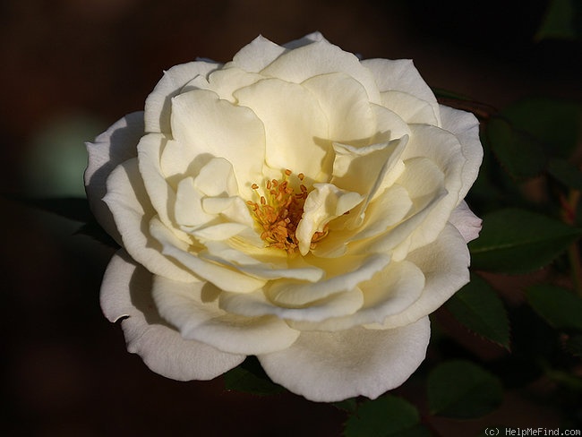 'Fairhope' rose photo