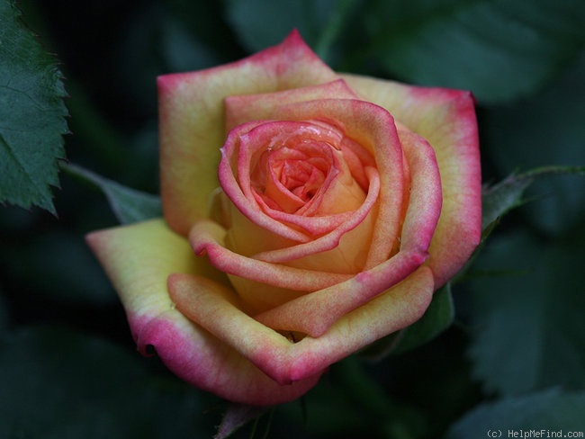 'Sunswept ™' rose photo