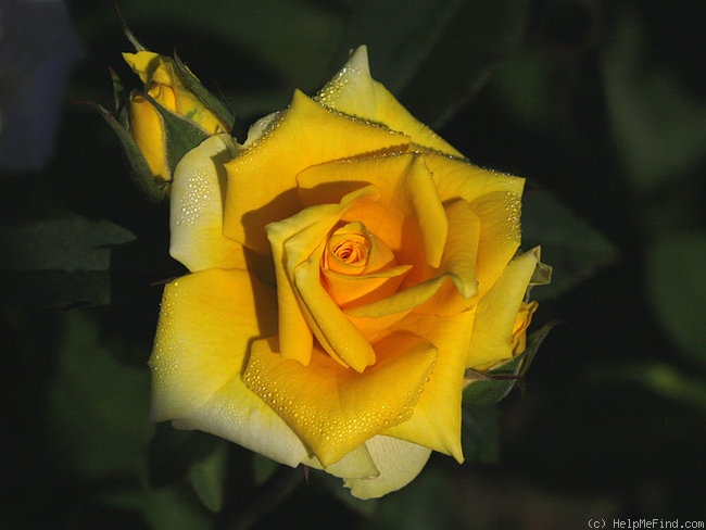 'Ty ™' rose photo