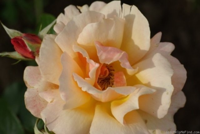 'Cheshire Regiment' rose photo