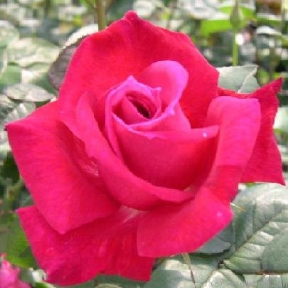'Deford Bailey' rose photo