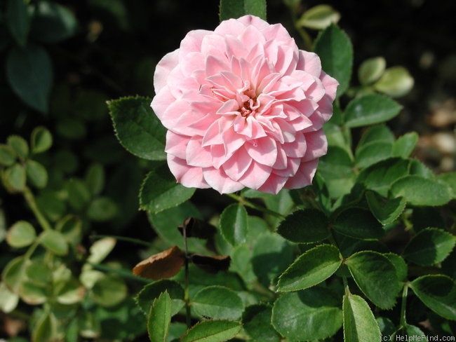 'Alisha' rose photo