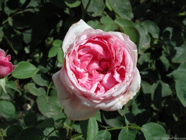 'Pretty Jessica' rose photo