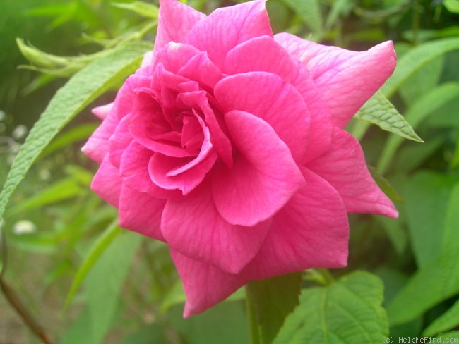 'Red Sweetheart' rose photo