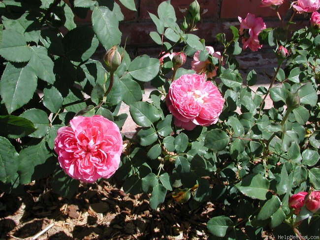 'Jardins de Viels Maisons ®' rose photo