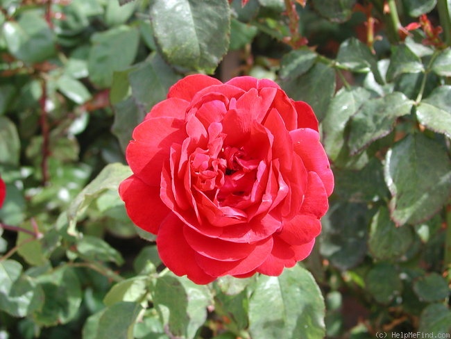 'Scarlet Knight' rose photo