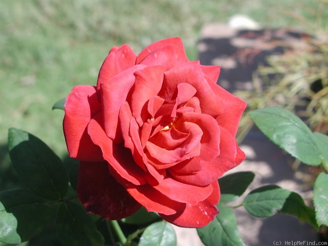 'Black Tea' rose photo