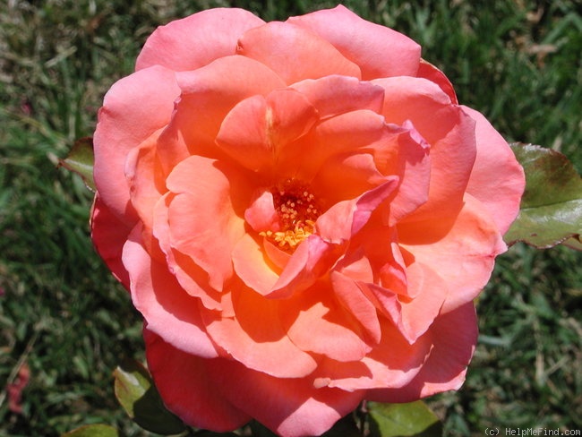'Frontier Twirl' rose photo