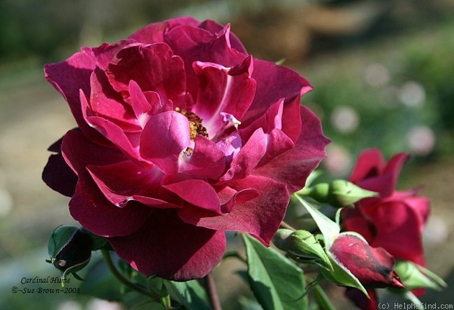 'Cardinal Hume ® (Shrub, Harkness 1982)' rose photo