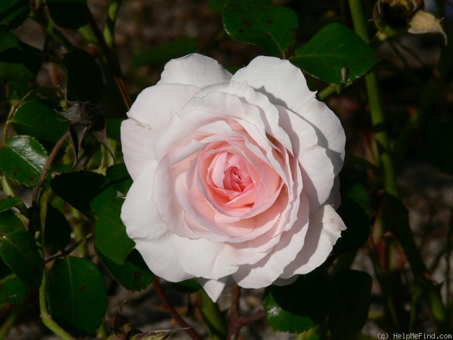 'Bremer Stadtmusikanten ®' rose photo
