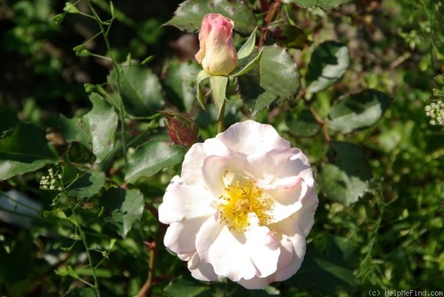 'Lady of the Dawn' rose photo