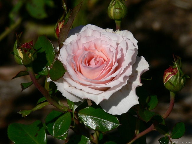 'Bremer Stadtmusikanten ®' rose photo