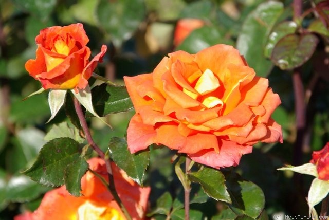 'Monica (hybrid tea, Evers/Tantau, 1985)' rose photo