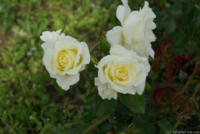 'St. John (floribunda, Harkness, 1995)' rose photo