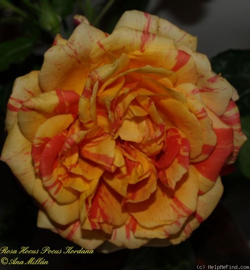 'Hocus Pocus Kordana ®' rose photo